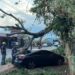 Caída de árbol en los miradores del Lago de Coatepeque provoca daños a un vehículo