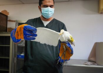 Garza bueyera herida recibe atención veterinaria y avanza hacia su recuperación