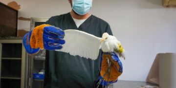 Garza bueyera herida recibe atención veterinaria y avanza hacia su recuperación