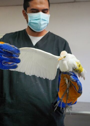 Garza bueyera herida recibe atención veterinaria y avanza hacia su recuperación