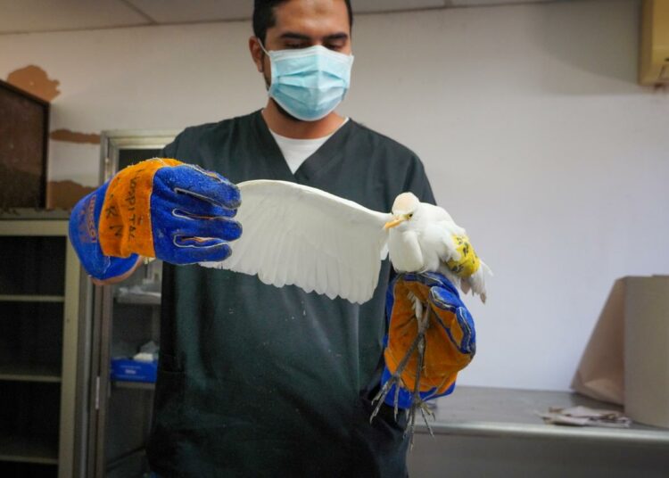 Garza bueyera herida recibe atención veterinaria y avanza hacia su recuperación