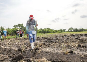 Impulsan planificación agrícola con enfoque técnico para aprovechar temporada de lluvias y fortalecer la producción nacional