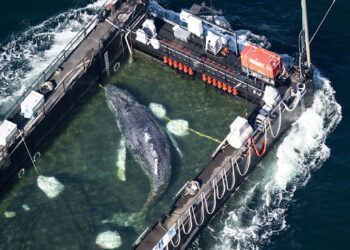 Ballena jorobada es trasladada en mega operativo que busca salvar su vida