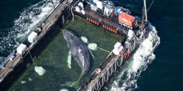 Ballena jorobada es trasladada en mega operativo que busca salvar su vida