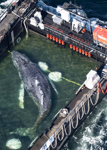 Ballena jorobada es trasladada en mega operativo que busca salvar su vida