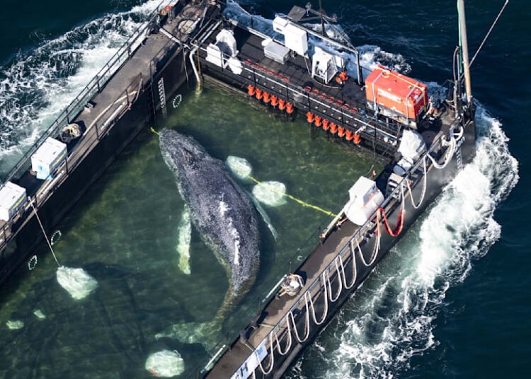 Ballena jorobada es trasladada en mega operativo que busca salvar su vida