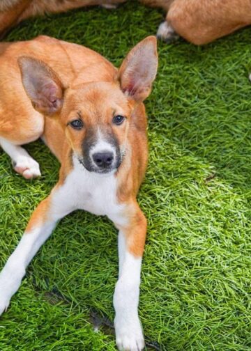 Buscan hogar para Kaori