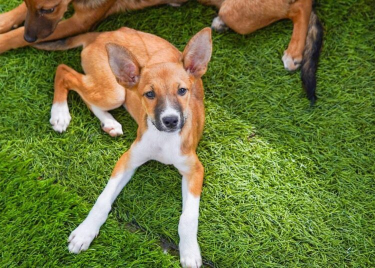 Buscan hogar para Kaori