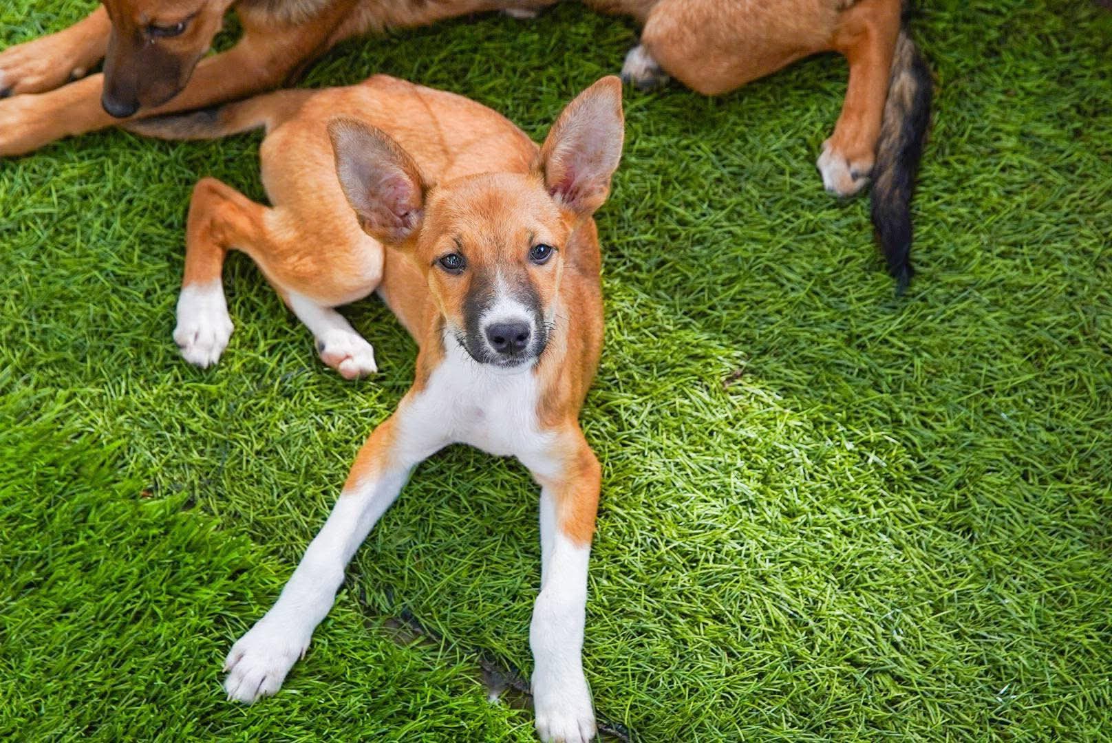 Buscan hogar para Kaori