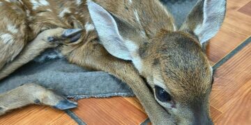 Rescate de cervatillo destaca compromiso con la protección de la fauna silvestre