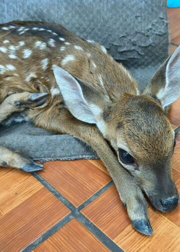 Rescate de cervatillo destaca compromiso con la protección de la fauna silvestre