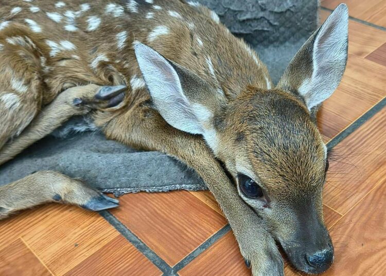Rescate de cervatillo destaca compromiso con la protección de la fauna silvestre