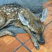 Rescate de cervatillo destaca compromiso con la protección de la fauna silvestre