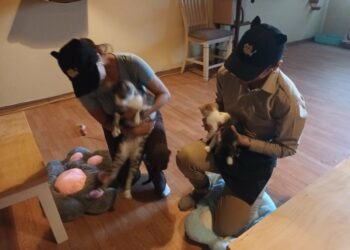 Un rincón Japonés en San Salvador: así es el innovador gatitos café