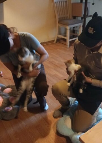 Un rincón Japonés en San Salvador: así es el innovador gatitos café