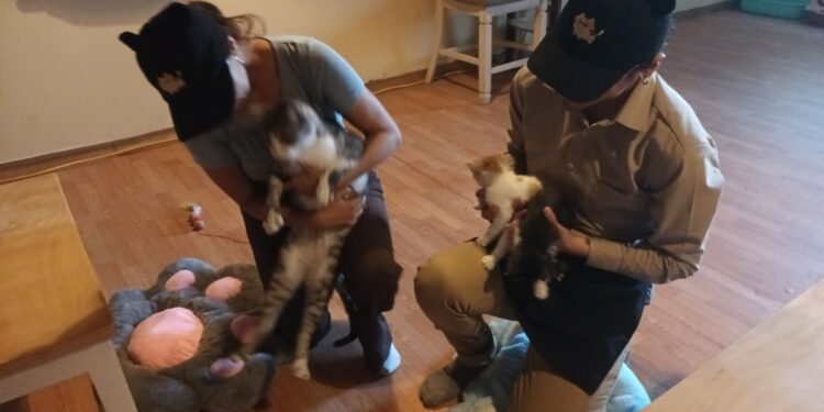Un rincón Japonés en San Salvador: así es el innovador gatitos café