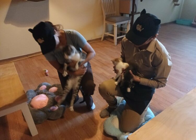 Un rincón Japonés en San Salvador: así es el innovador gatitos café