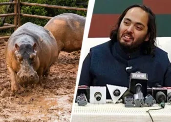 Multimillonario propone llevar hipopótamos de Pablo Escobar a refugio de India para evitar eutanasia