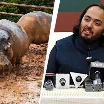 Multimillonario propone llevar hipopótamos de Pablo Escobar a refugio de India para evitar eutanasia