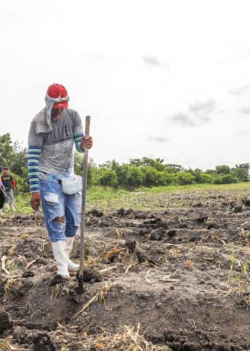 MAG advierte riesgos en siembras de junio y pide a productores guiarse por pronósticos oficiales ante posible canícula prolongada