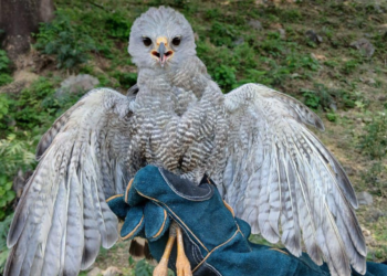 Halcón Peregrino vuelve a su hábitat tras ser rescatado en Coatepeque