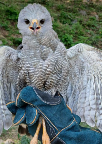 Halcón Peregrino vuelve a su hábitat tras ser rescatado en Coatepeque