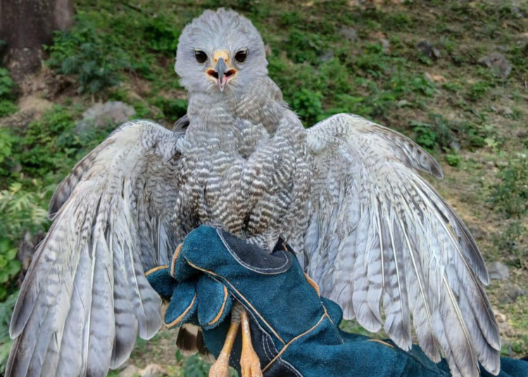 Halcón Peregrino vuelve a su hábitat tras ser rescatado en Coatepeque