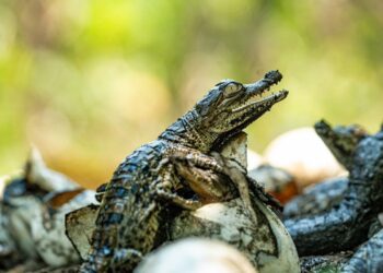 Nacen cocodrilos americanos protegidos en áreas naturales de El Salvador