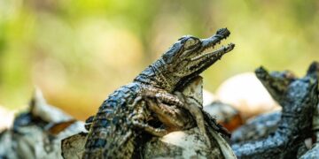 Nacen cocodrilos americanos protegidos en áreas naturales de El Salvador