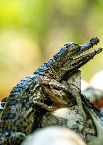 Nacen cocodrilos americanos protegidos en áreas naturales de El Salvador