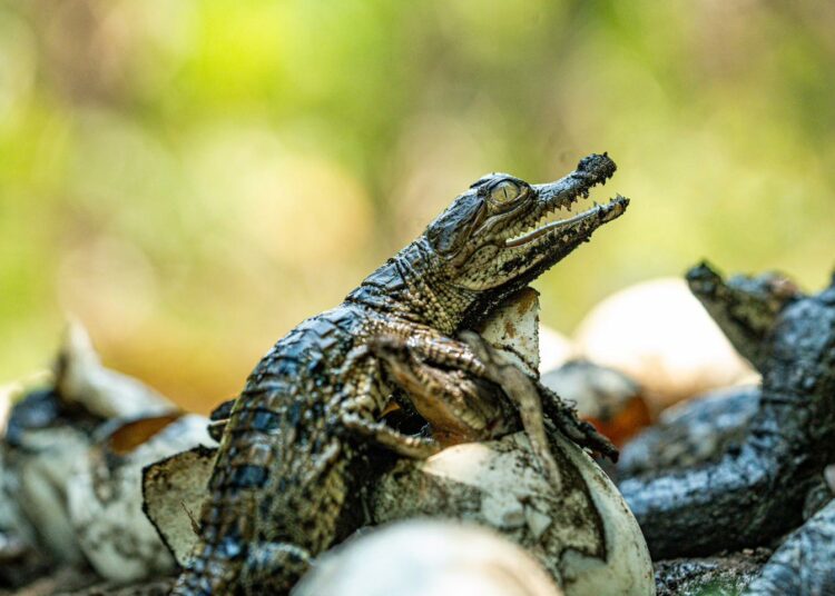 Nacen cocodrilos americanos protegidos en áreas naturales de El Salvador