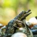Nacen cocodrilos americanos protegidos en áreas naturales de El Salvador