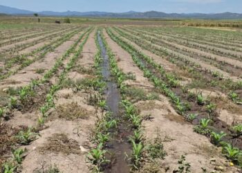 Agricultura refuerza producción de maíz ante amenaza del “Súper Niño”