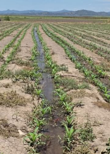 Agricultura refuerza producción de maíz ante amenaza del “Súper Niño”