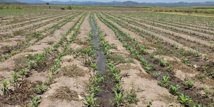Agricultura refuerza producción de maíz ante amenaza del “Súper Niño”