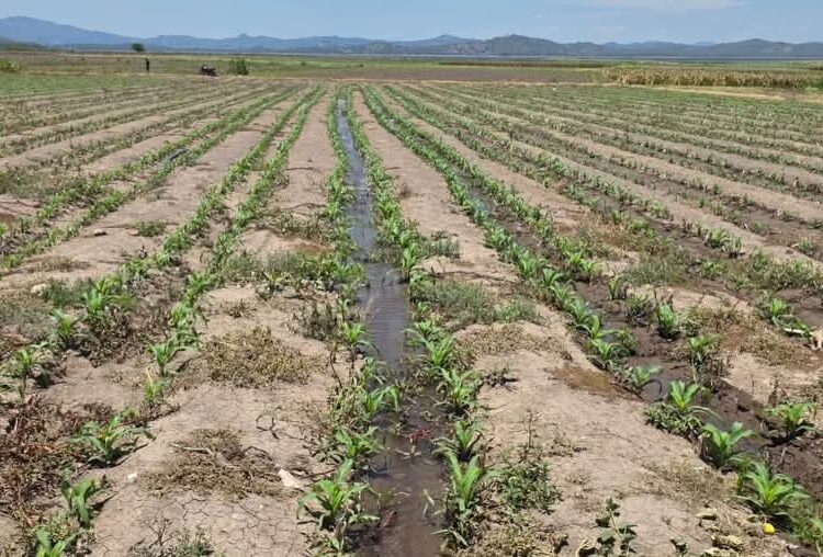 Agricultura refuerza producción de maíz ante amenaza del “Súper Niño”