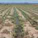 Agricultura refuerza producción de maíz ante amenaza del “Súper Niño”