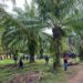 11 personas fueron ultimadas a balazos en una finca de trujillo, honduras