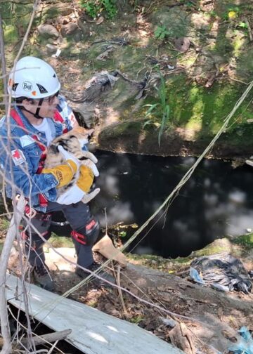 Final feliz para gatito rescatado en la Quebrada en Quezaltepeque
