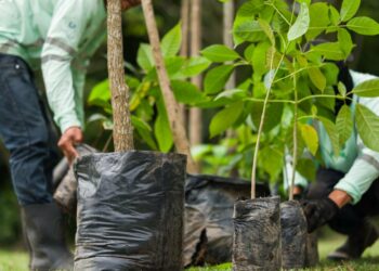Gobierno trabaja en iluminación, senderos y reforestación en el Bicentenario
