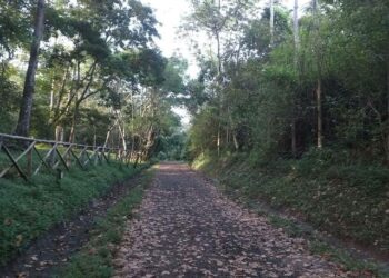 Gobierno impulsa jornada ambiental con siembra de 20,000 árboles