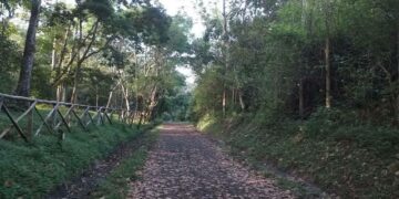 Gobierno impulsa jornada ambiental con siembra de 20,000 árboles