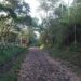 Gobierno impulsa jornada ambiental con siembra de 20,000 árboles
