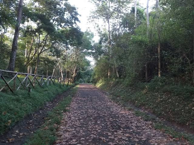 Gobierno impulsa jornada ambiental con siembra de 20,000 árboles