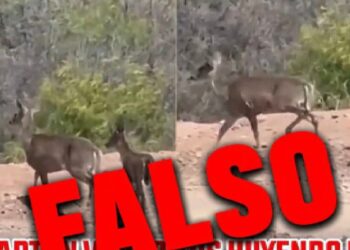Video sobre supuestos venados en El Espino fue grabado en México