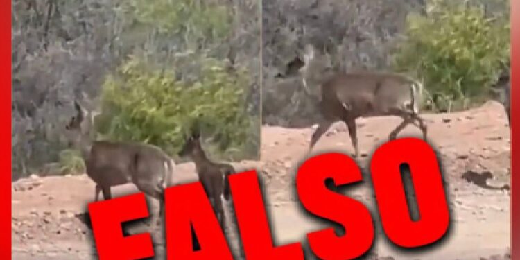 Video sobre supuestos venados en El Espino fue grabado en México