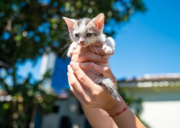 Alcaldía de San Salvador Centro impulsa campaña de adopción responsable de gatitos