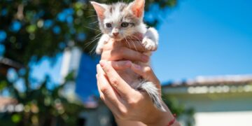 Alcaldía de San Salvador Centro impulsa campaña de adopción responsable de gatitos
