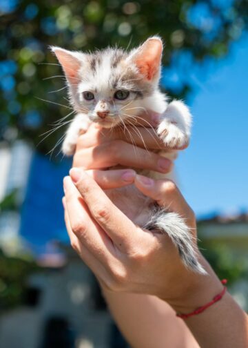 Alcaldía de San Salvador Centro impulsa campaña de adopción responsable de gatitos
