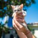 Alcaldía de San Salvador Centro impulsa campaña de adopción responsable de gatitos